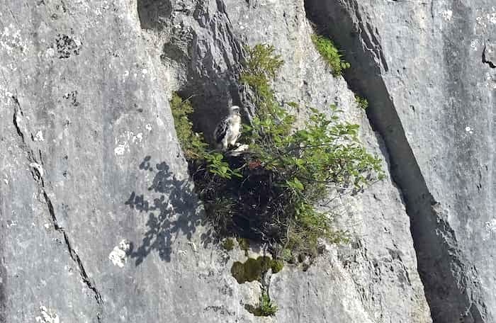 observations reproduction rapaces massif des bauges