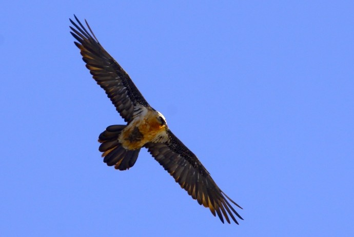 zones de sensibilité majeure gypaete ffvl